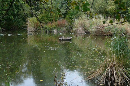 Parco Russia Dock Woodland